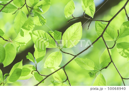 新緑　 50068940