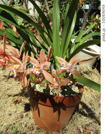 育てやすい蘭シンビジウムの桃色の花 育てやすい蘭シンビジウムの桃色の花 50069049