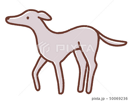 グレイハウンドのイラスト グレイハウンドのイラスト 50069236