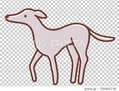 グレイハウンドのイラスト グレイハウンドのイラスト 50069236