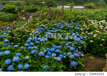 ブルーミング 開花 咲く 50069362