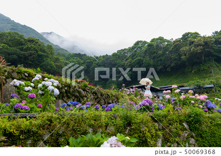 山アジサイ サワアジサイ ブルーミング 50069368