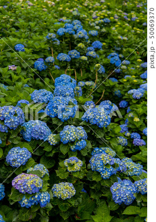 山アジサイ サワアジサイ ブルーミング 50069370