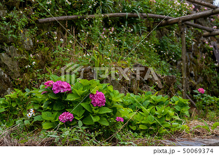 ブルーミング 開花 咲く 50069374