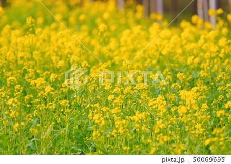 満開の菜の花 50069695