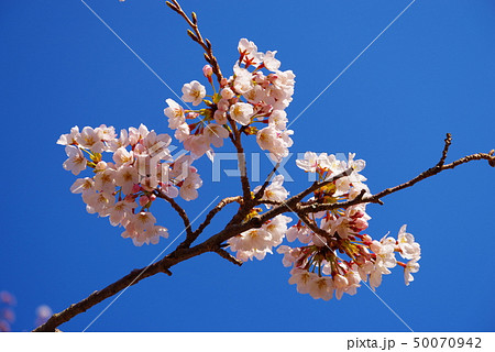 青空と咲き誇る桜 50070942