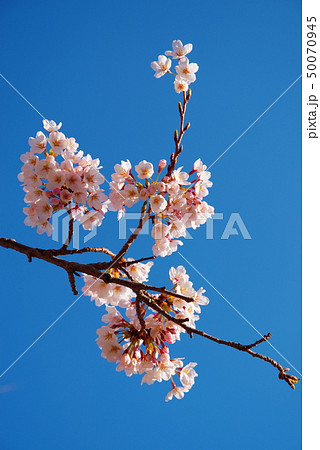 青空と咲き誇る桜 青空と咲き誇る桜 50070945