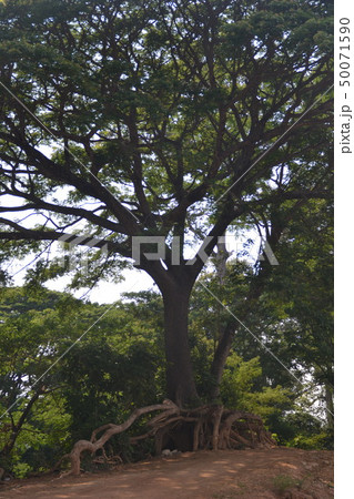 Unseen giant Myraif of Salueng beach port. Unseen giant Myraif of Salueng beach port. 50071590