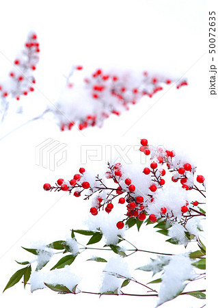 ナンテン 南天 冬のナンテン 赤い実の写真素材