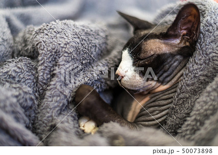 sphynx or sphinx cat is sleeping on a couch  50073898