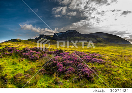 Blooming Heather On Isle Of Skye In Scotland 50074424
