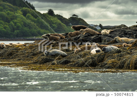 Common Seal Near Dunvegan On Isle Of Skye Scotland 50074815
