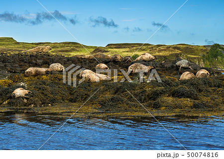 Common Seal Near Dunvegan On Isle Of Skye Scotland 50074816