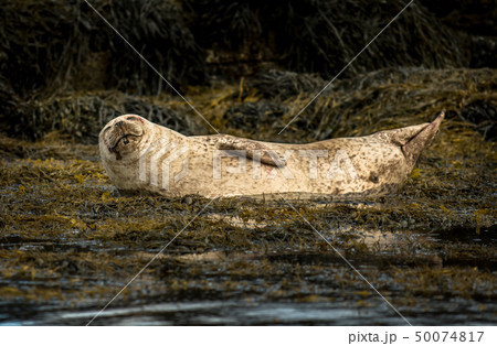 Common Seal Near Dunvegan On Isle Of Skye Scotland 50074817