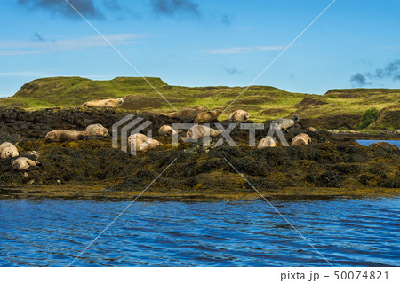 Common Seal Near Dunvegan On Isle Of Skye Scotland 50074821