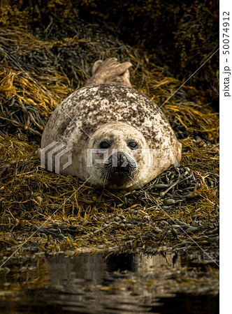 Common Seal Near Dunvegan On Isle Of Skye Scotland Common Seal Near Dunvegan On Isle Of Skye Scotland 50074912