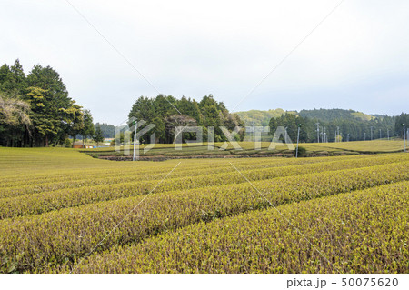 茶畑（春） 50075620