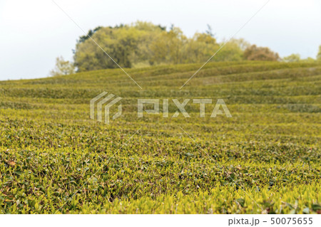 茶畑（春） 50075655