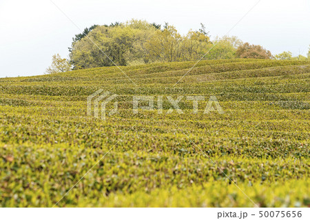 茶畑（春） 50075656