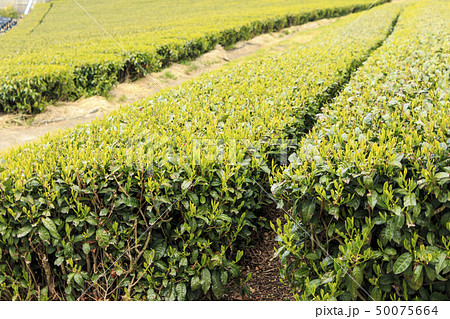 茶畑（春） 50075664