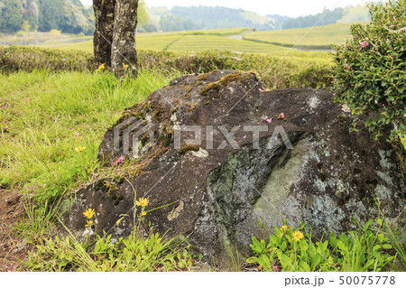 茶畑（春） 50075778