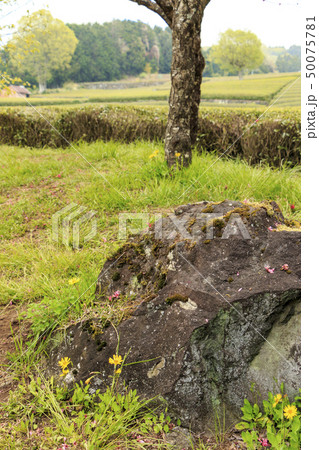 茶畑（春） 50075781