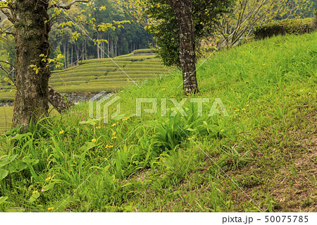 茶畑（春） 50075785