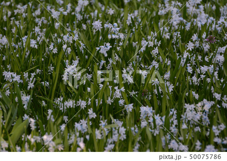 チェコ 4月の花 ; シラー・シベリカ - プラハ、チェコ 50075786