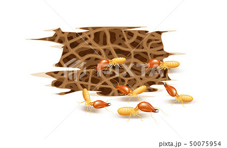 termite nest and wooden burrow damaged isolated 50075954