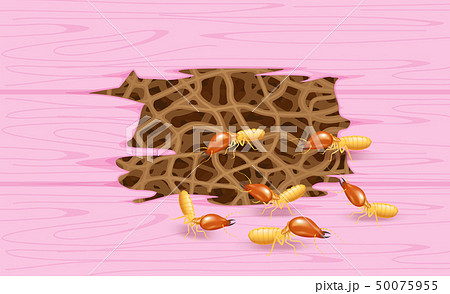 termites insect, termite nest burrow at wood wall 50075955
