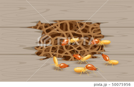 termites insect, termite nest burrow at wood wall termites insect, termite nest burrow at wood wall 50075956