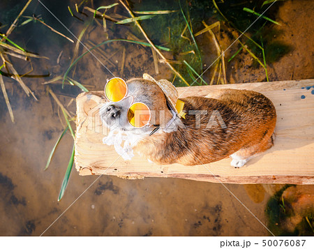 Chihuahua wearing sunglasses and straw hat sits on a bench by the river enjoying the sun 50076087