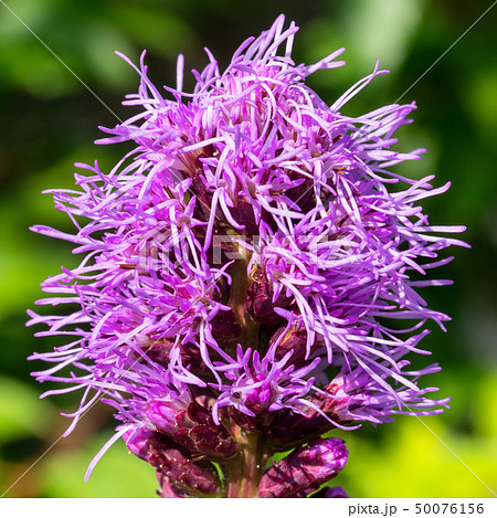 Prairie gay feather, Liatris spicata Prairie gay feather, Liatris spicata 50076156