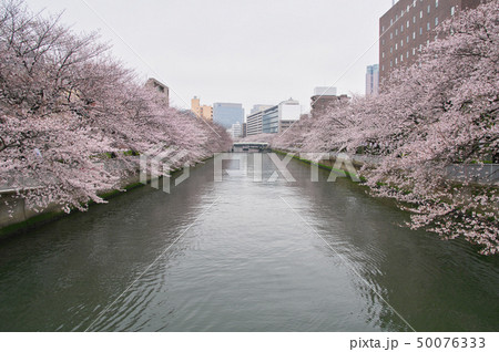 大横川の桜並木　石島橋 50076333