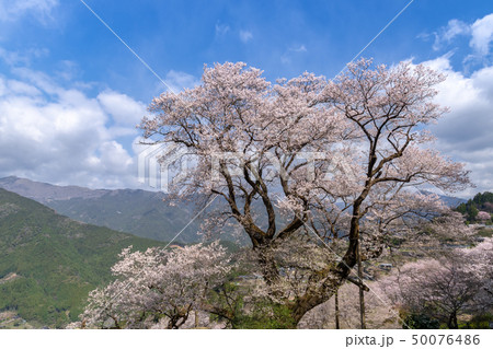 仁淀川町のひょうたん桜 50076486