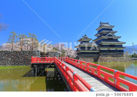 【長野県】桜満開の松本城（大天守と乾小天守） 50076895