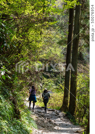 新緑の高尾山登山 びわ滝コース 新緑の高尾山登山 びわ滝コース 50076954