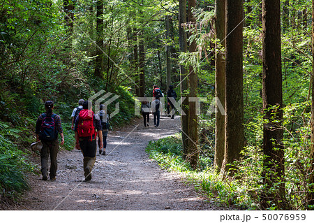 新緑の高尾山登山　びわ滝コース 50076959