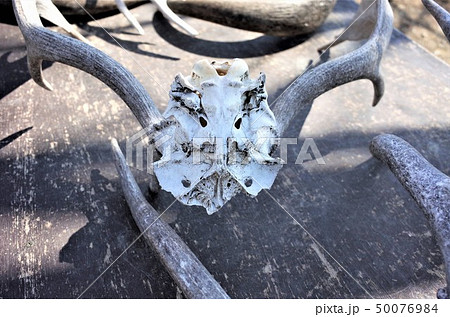 鹿の角、群馬サファリパークの鹿の骨の標本 50076984