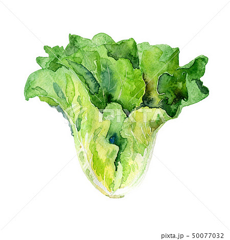 Watercolor painted illustration of vegetables. Fresh colorful carrot Watercolor painted illustration of vegetables. Fresh colorful carrot 50077032