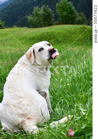 ラブラドール　あっかんベー 50077622