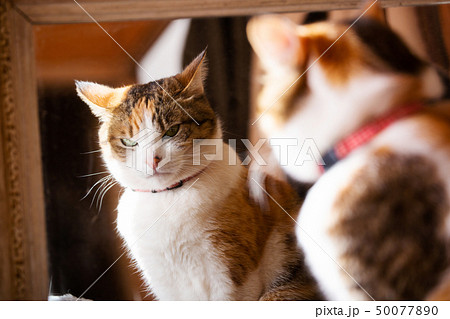 鏡の中の三毛猫さん 50077890