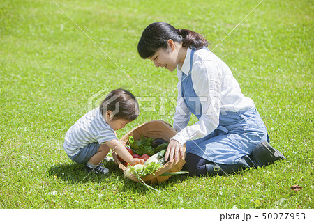 夏野菜収穫 親子 夏野菜収穫 親子 50077953