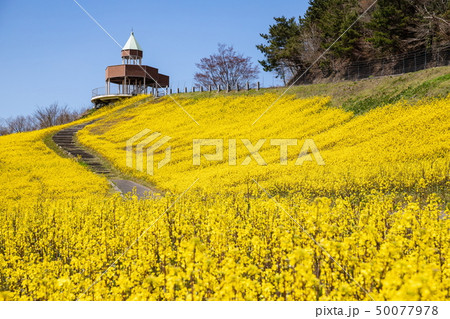 菜の花畑と展望台　翠波高原　（愛媛県四国中央市） 50077978