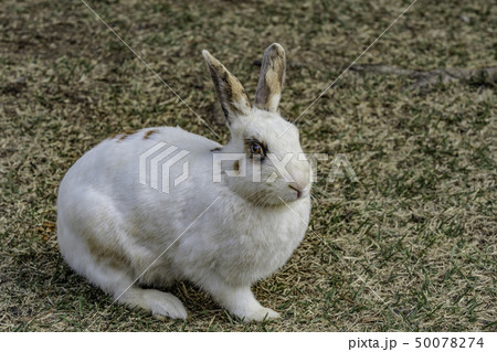 ウサギ 動物 哺乳類の写真素材