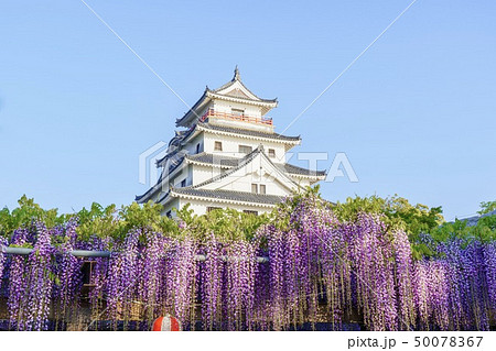 早朝の唐津城 50078367