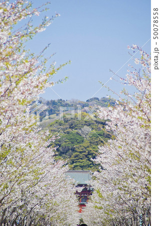 【神奈川県】鎌倉　段葛の桜並木 50078558