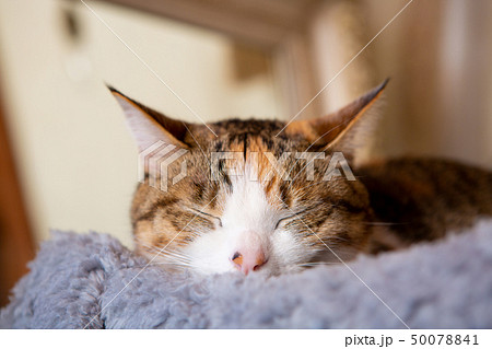 可愛い三毛猫さんの寝顔の写真素材