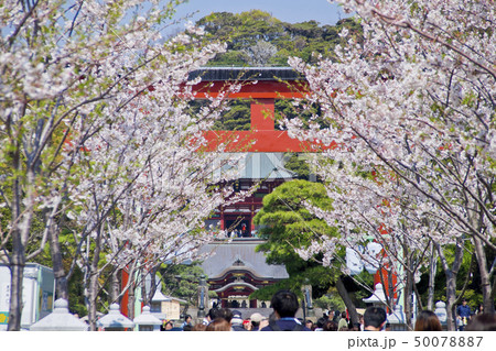 【神奈川県】鎌倉　段葛の桜並木 50078887
