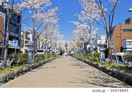 【神奈川県】鎌倉　段葛の桜並木 50078895